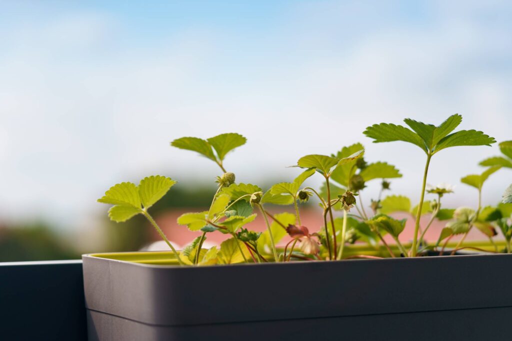 Flowerpot with Blooming Strawberries Free Photo