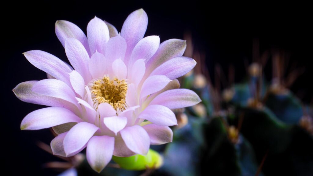 Flowers are blooming. Cactus, White and soft green gymnocalycium flower, blooming atop a long, arched spiky plant surrounding a black background, shining from above. Stock Free