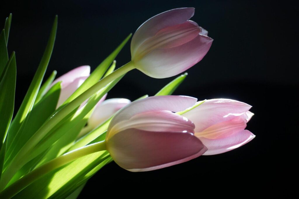 flowers Tulips.black background sunlight nature beauty. Stock Free