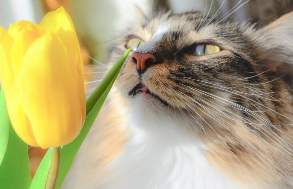 Fluffy cat and one yellow tulip. Siberian breed cat smelling a flower. Cat explore a flower. Interested cat’s face. Pet lifestyle concept. Cute green eyed cat in the sun. Spring has come. Stock Free