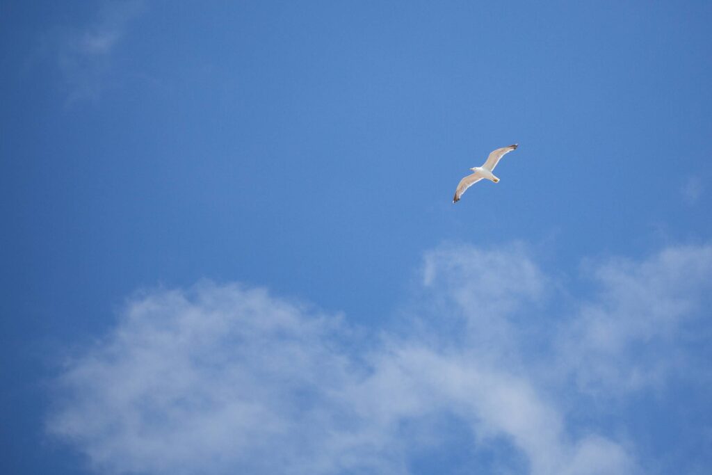 Flying Seagull — Free as a Bird Free Photo