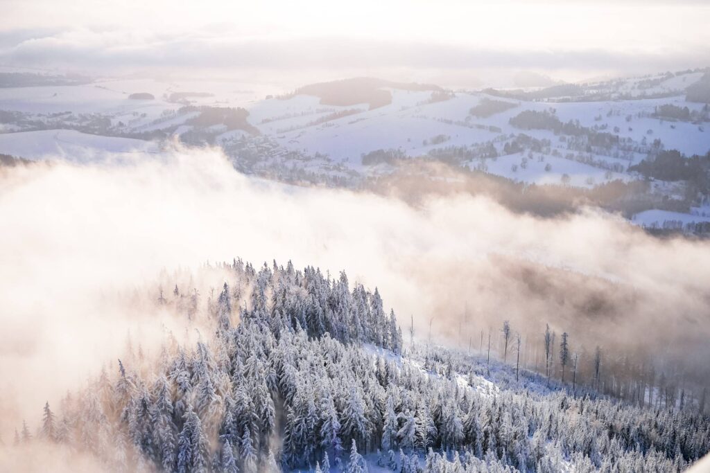 Fog In Snowy Forest Winter Scenery Free Photo