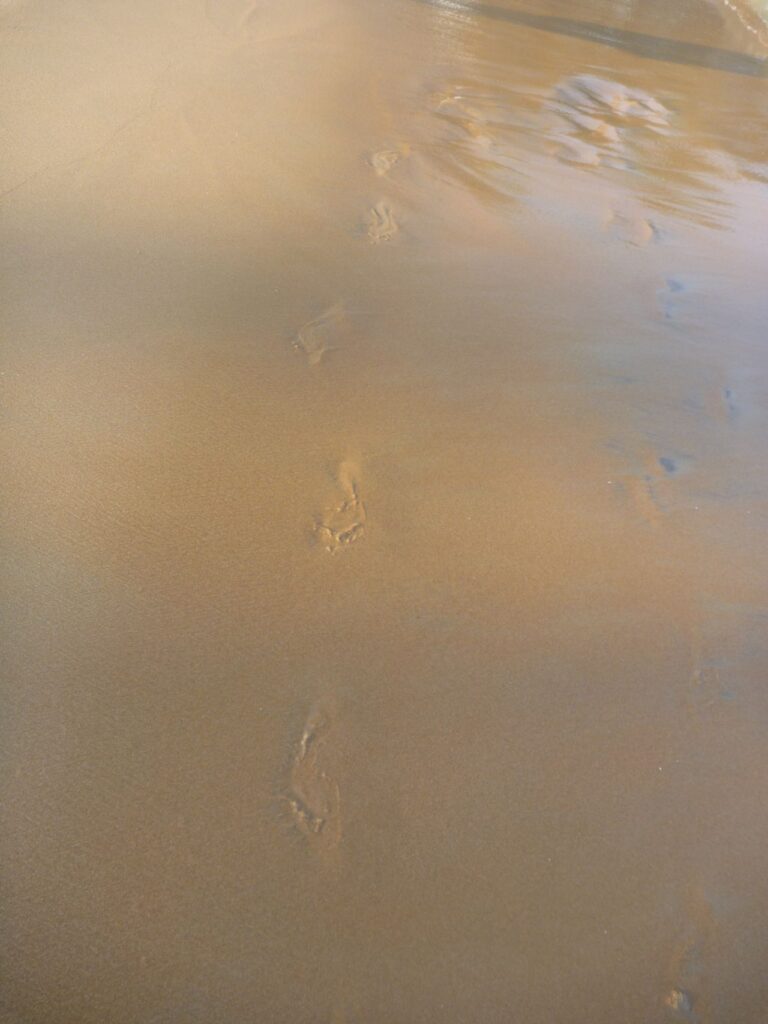 Footsteps In Wet Sand Stock Free