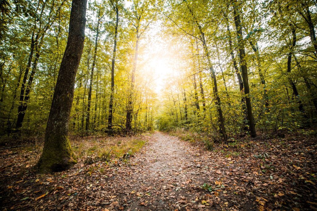 Forest Path in Fall Season Free Photo