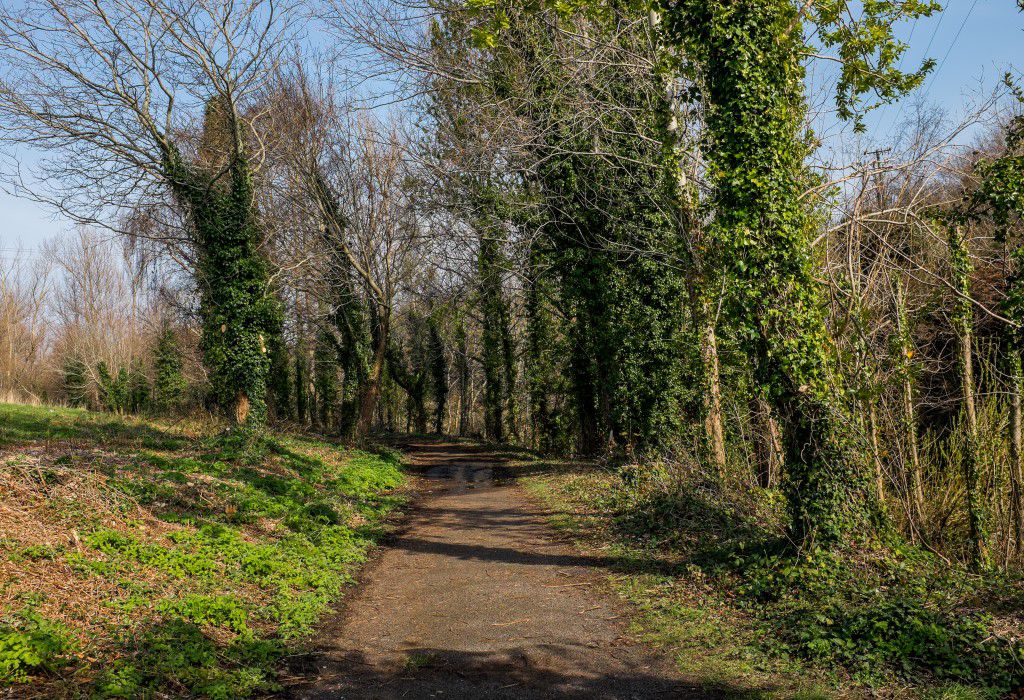 Forest Path in Spring Free Stock HD Photo