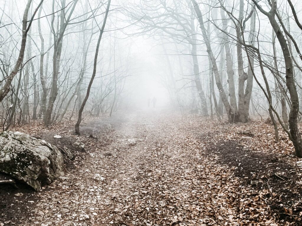 Forest Path in The Fog Free Photo