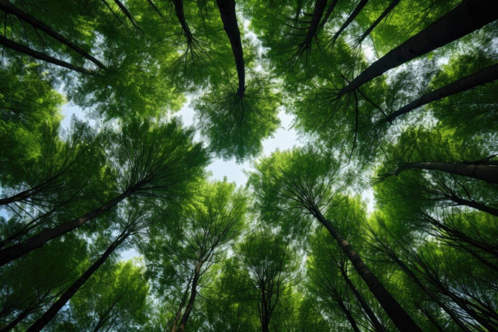 Forest Treetops from Below Stock Free