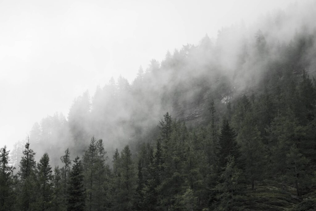 Forest Treetops in Fog Free Photo