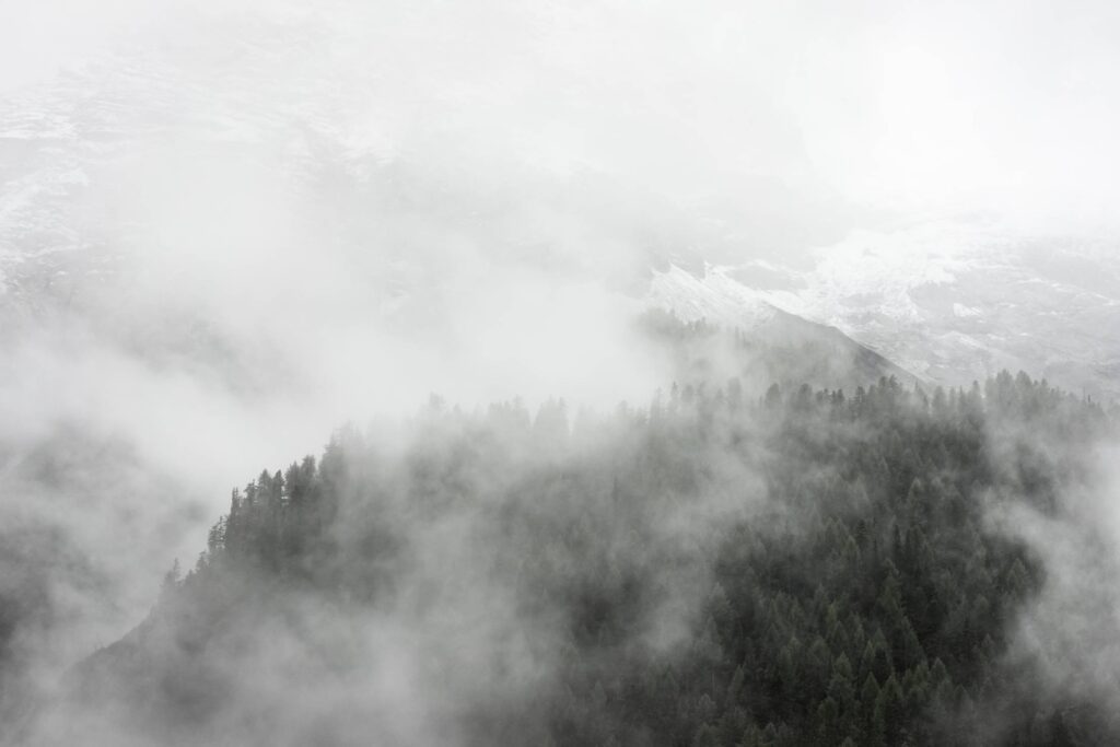 Forest under Dark Fog Free Photo