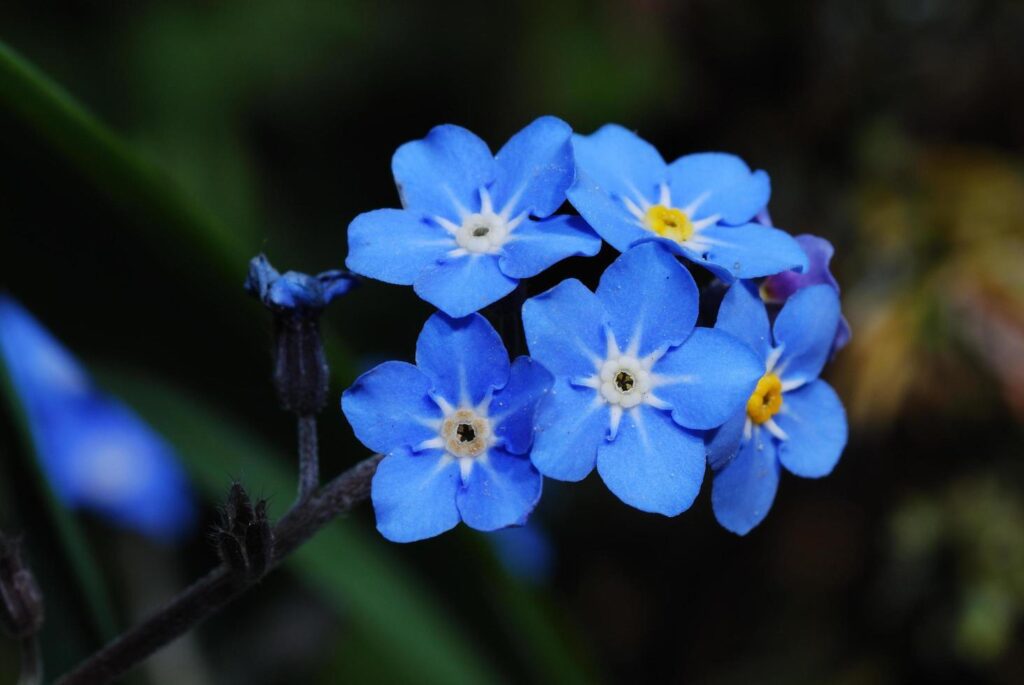 forget me not flower Free Photo