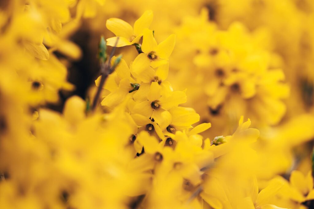 Forsythia Blossoms Close Up Free Photo