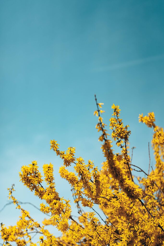 Forsythia Bush Against Blue Sky Free Photo