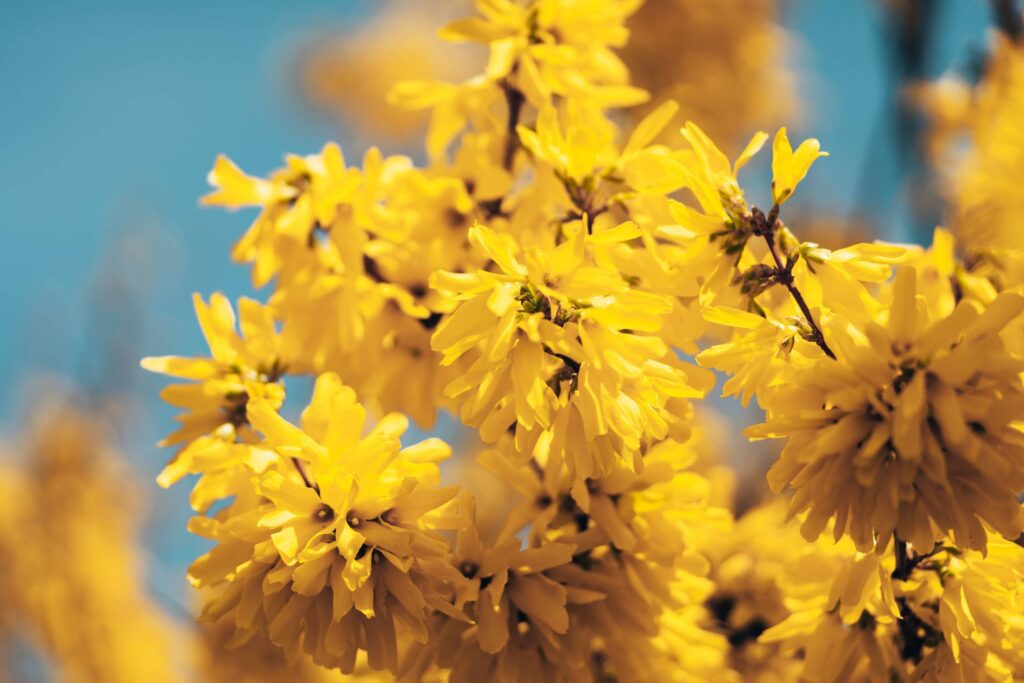 Forsythia Bush Free Photo