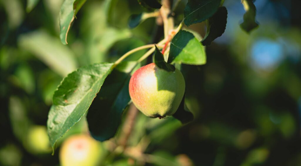 Fresh Apple Fruit on a Tree Free Photo