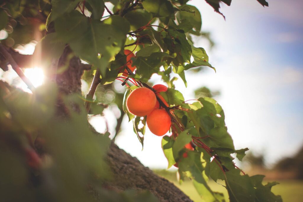 Fresh Apricots On The Tree Free Photo