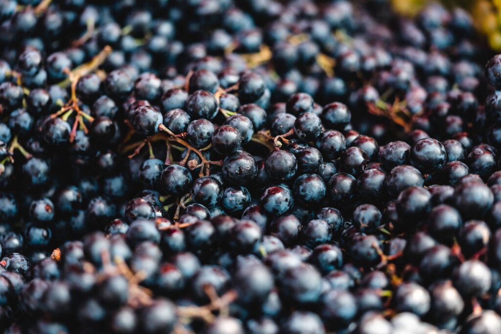 Fresh Dark Blue Grape Free Photo