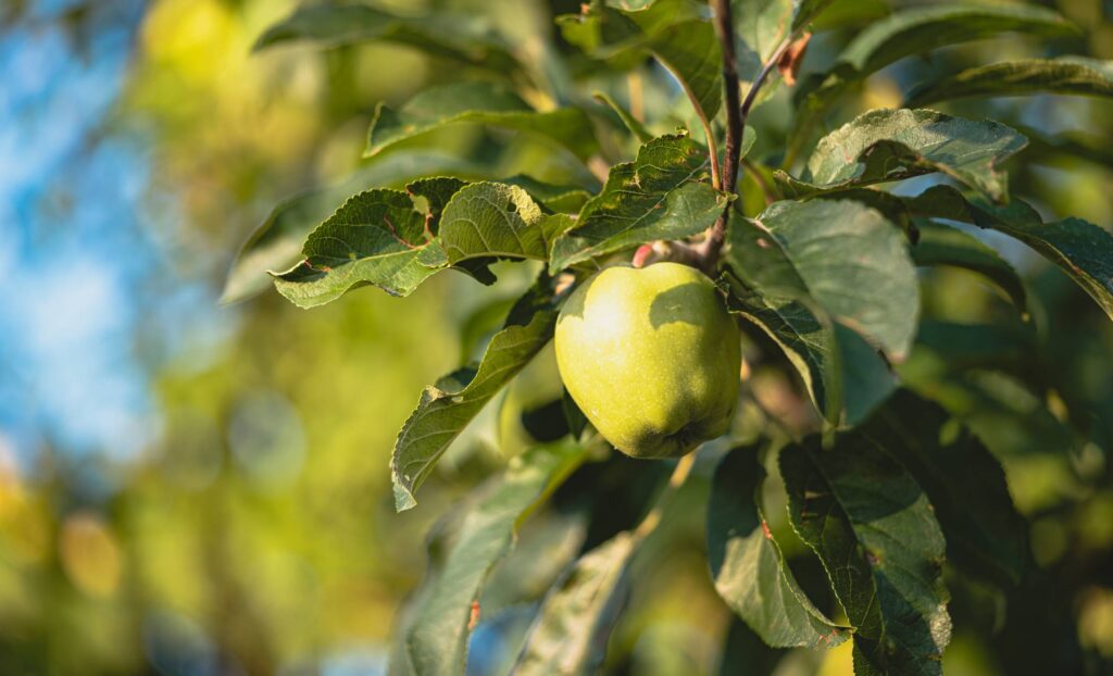 Fresh Green Apple on a Tree Free Photo