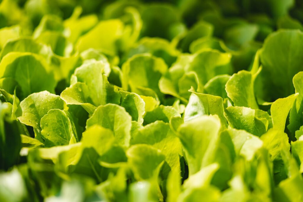 Fresh Lettuce Leaves Free Photo