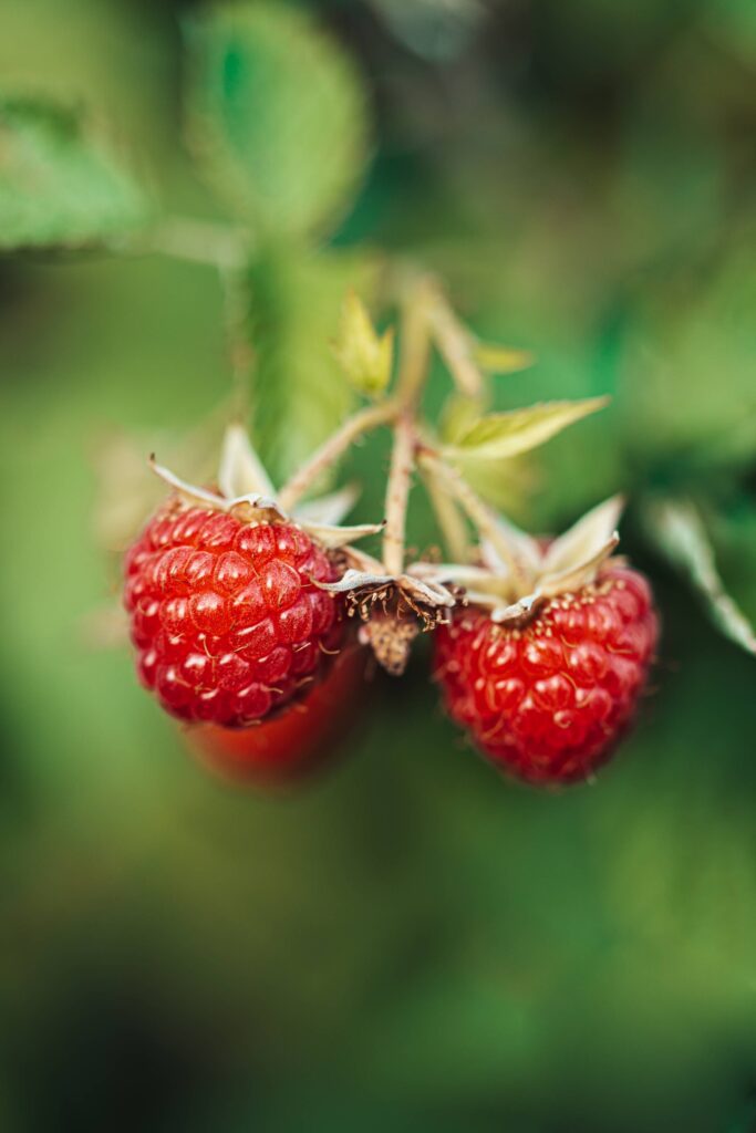 Fresh Raspberries Free Photo