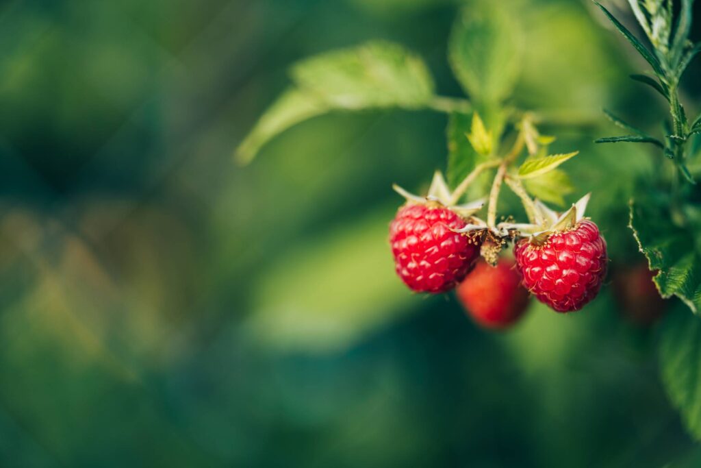 Fresh Raspberries with Space for Text Free Photo