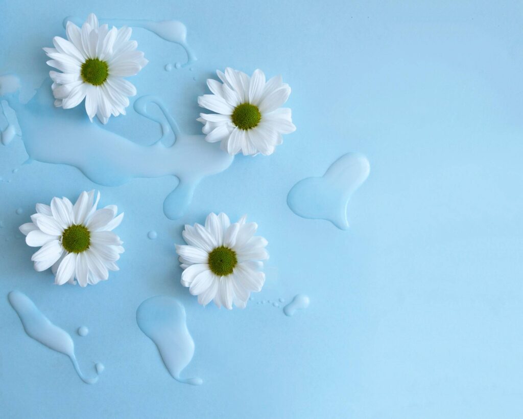 Fresh White Flowers on Blue Background Free Photo