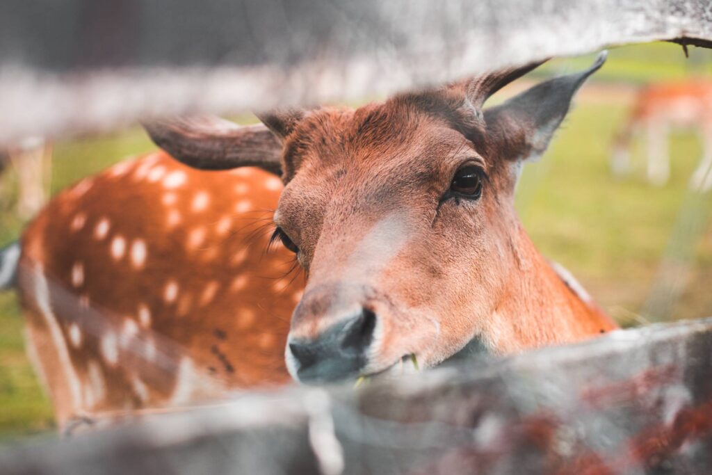 Friendly Deer Looking Through a Fence Free Photo