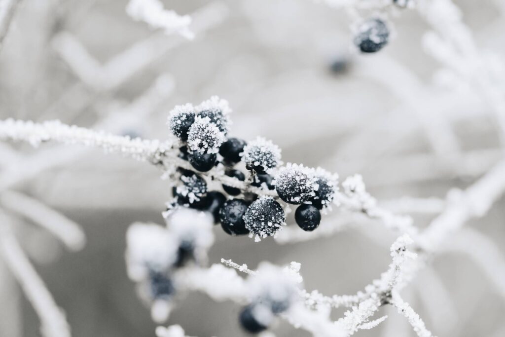 Frosted Blueberries Free Photo