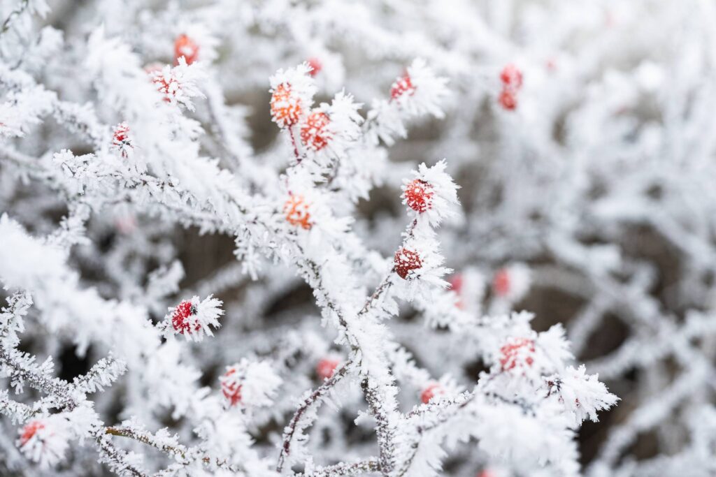 Frosted Rosehip Berries Free Photo