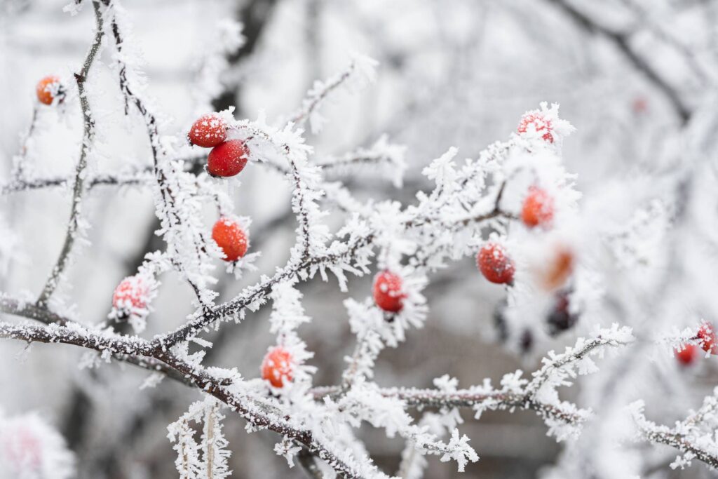 Frosted Rosehip Free Photo