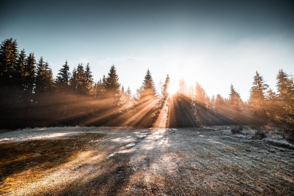 Frozen Morning in Winter Forest Free Photo