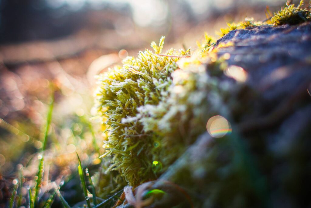 Frozen Moss in Morning Forest Free Photo