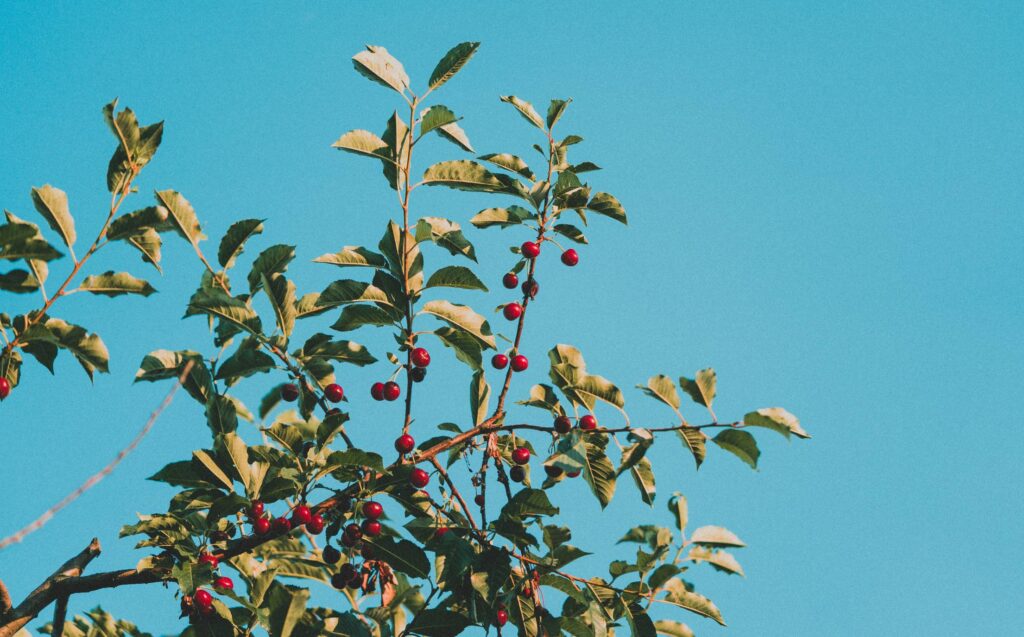 Fruit Tree with Cherries Free Photo