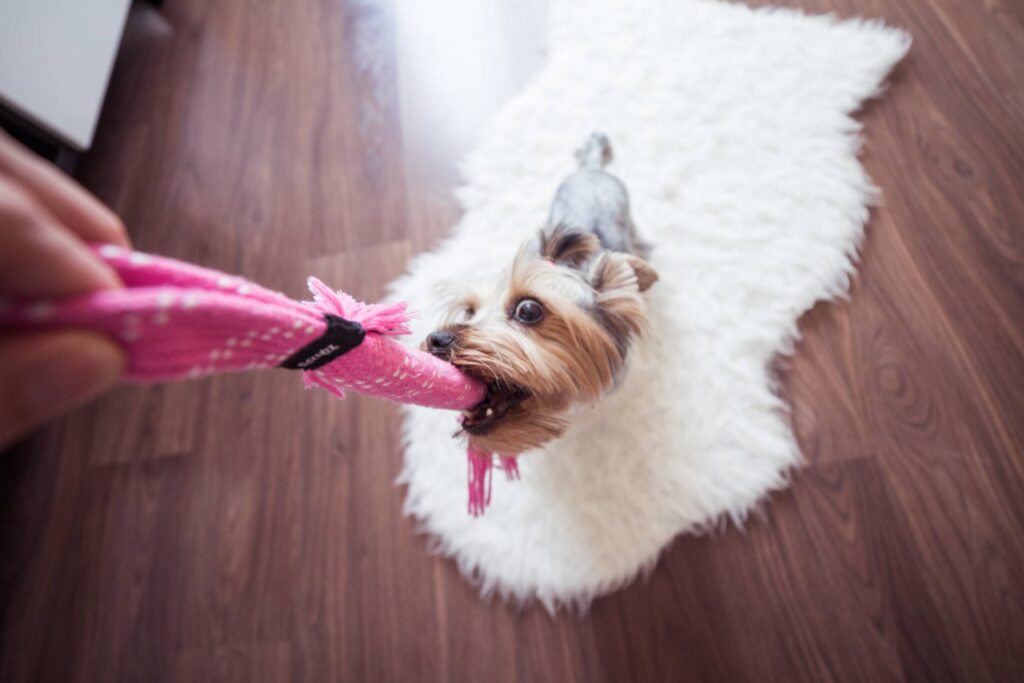 Funny Playing With Yorkie Dog at Home Free Photo