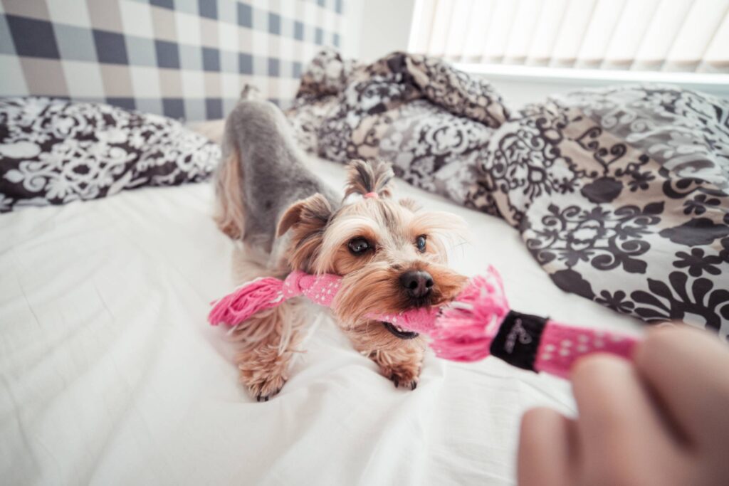 Funny Playing With Yorkie Dog at Home #2 Free Photo