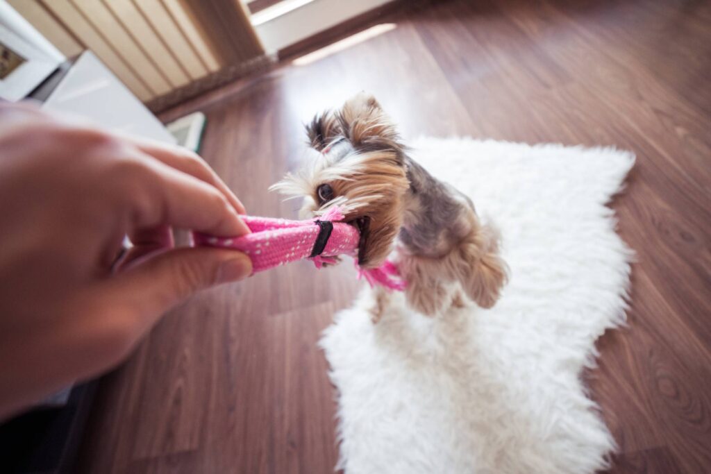 Funny Playing With Yorkie Dog at Home #3 Free Photo