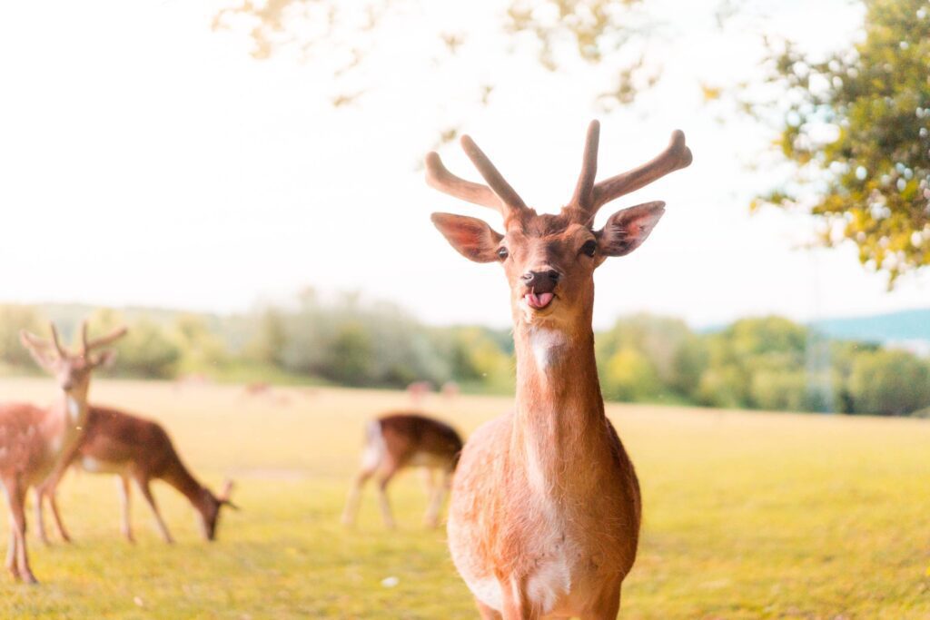 Funny Portrait of Fallow Deer Sticking Out The Tongue Free Photo