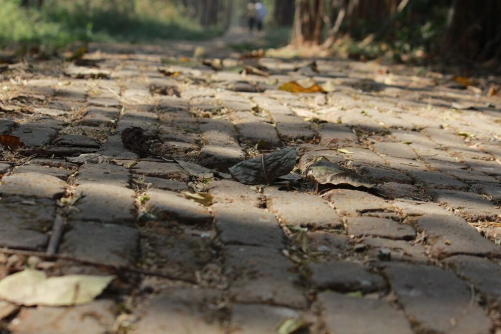 Garden Pathway Leaves Stock Free