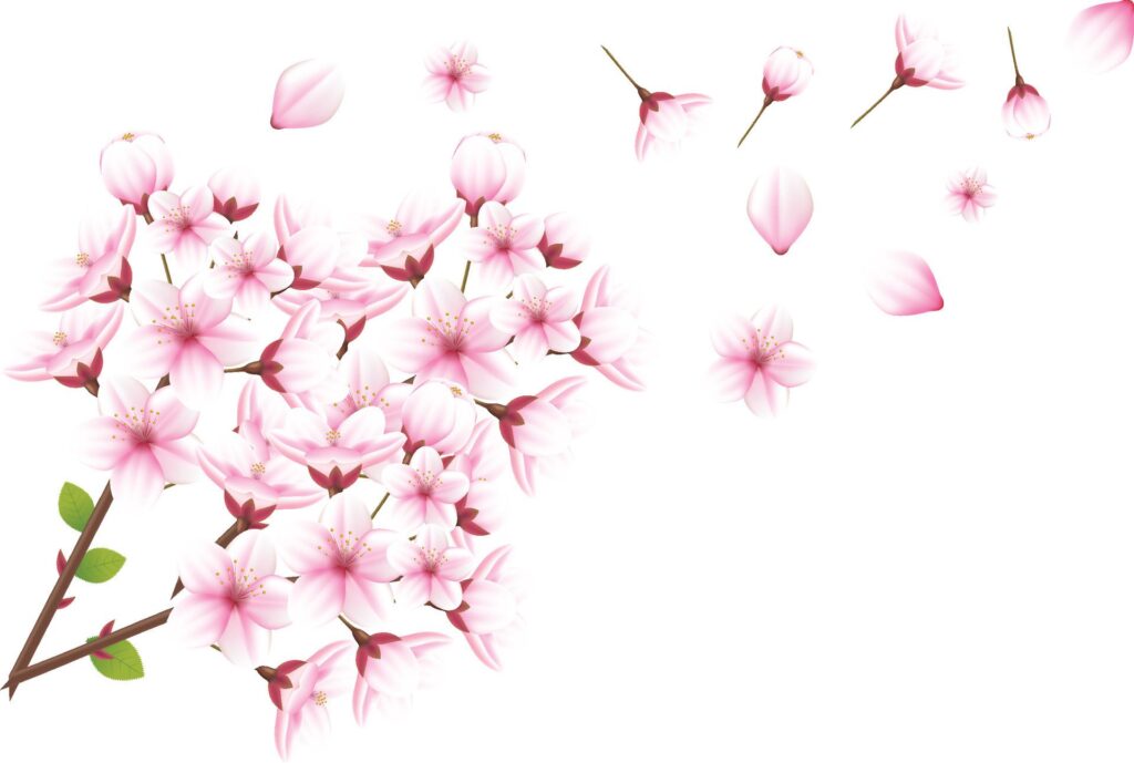 generated ai Cherry blossom and sakura on white background Free Vector