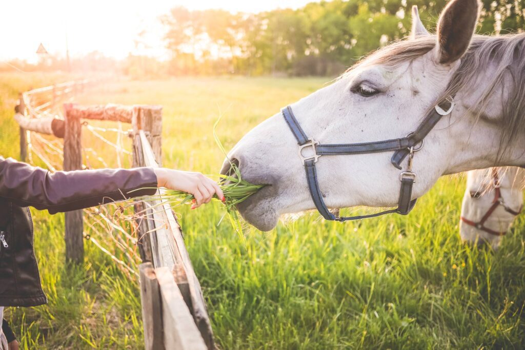 Girl Feeding a Gorgeous White Horse with Grass Free Photo