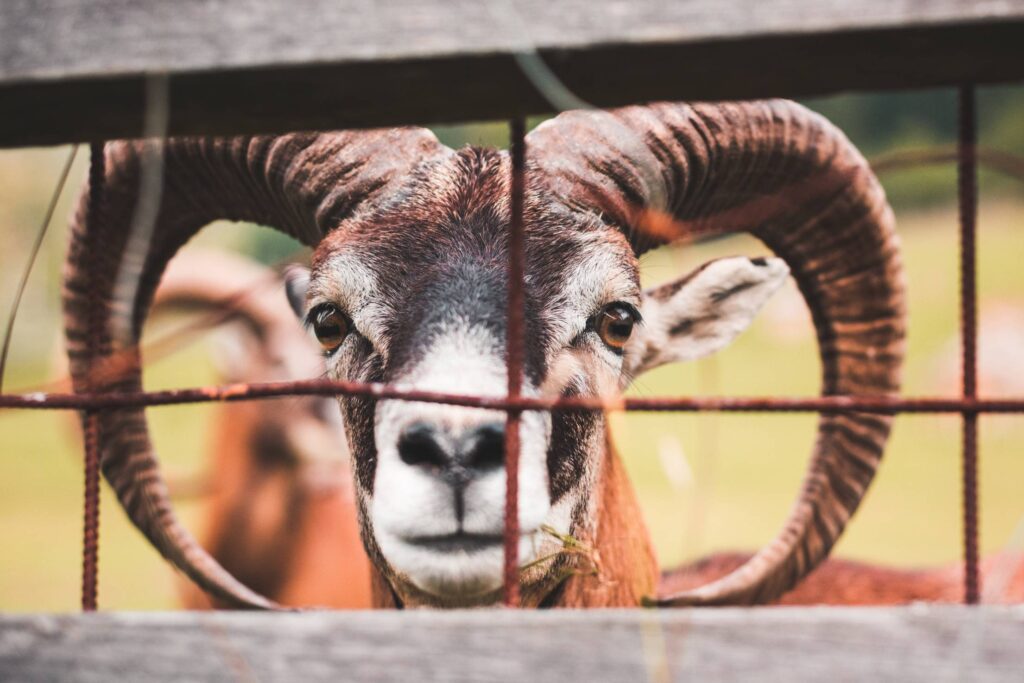 Goat Behind the Fence Free Photo