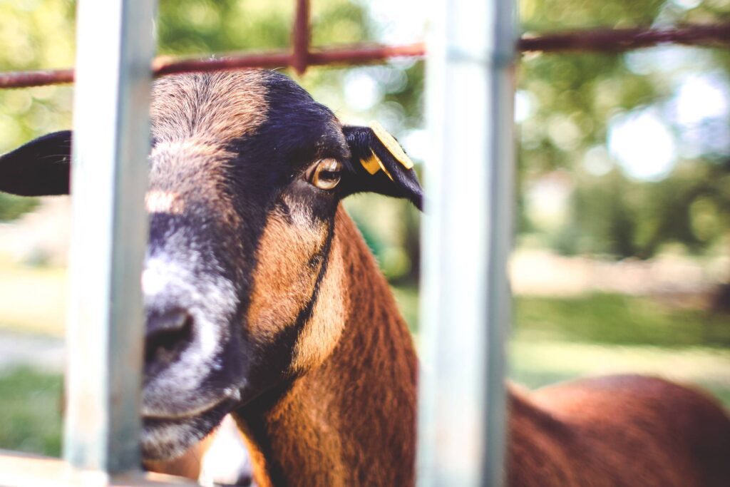 Goat Looking Over The Fence Free Photo