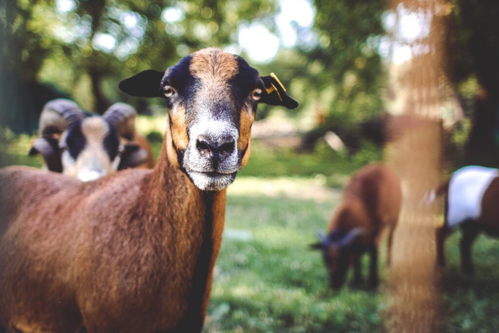 Goat Portrait? Free Photo