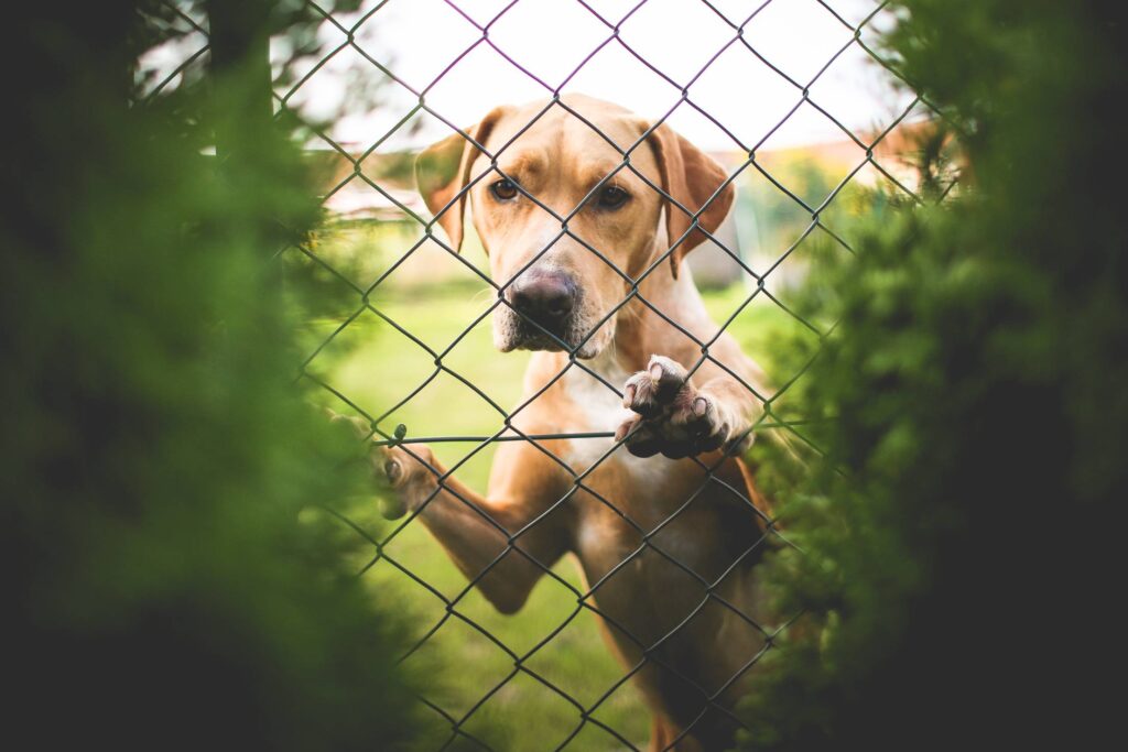 Golden Retriever Behind The Fence Free Photo