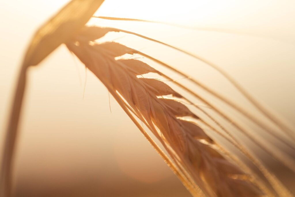 Golden Wheat Ears Free Photo