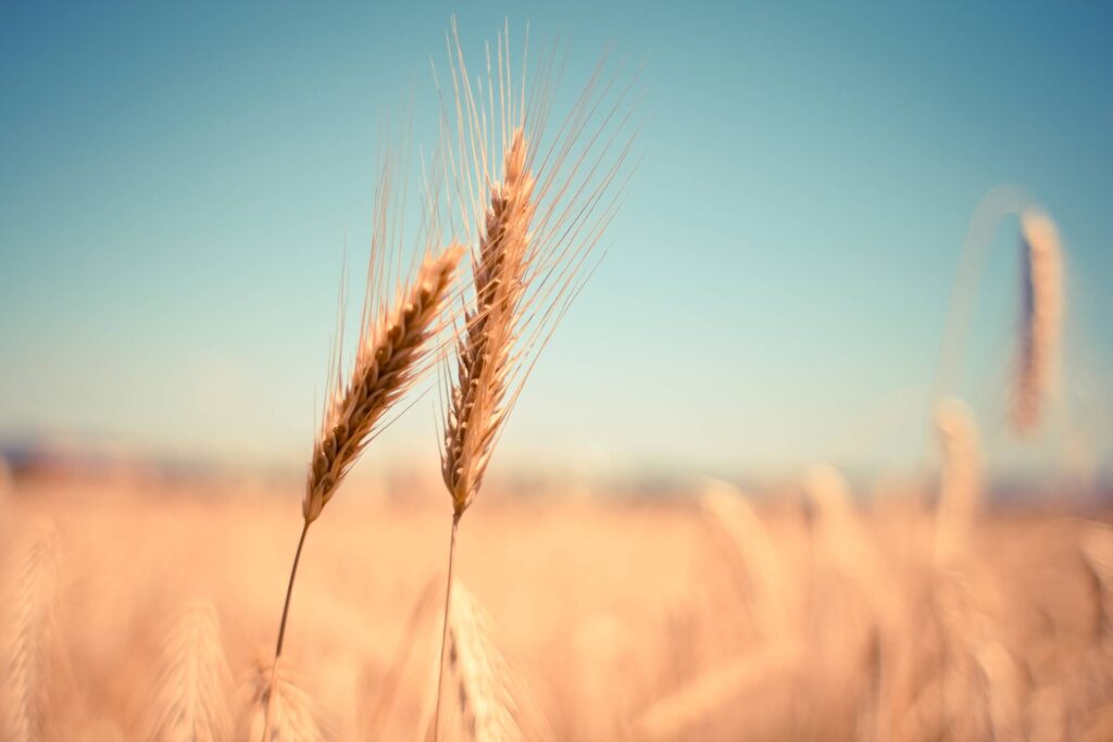 Grain Field Detail Free Photo