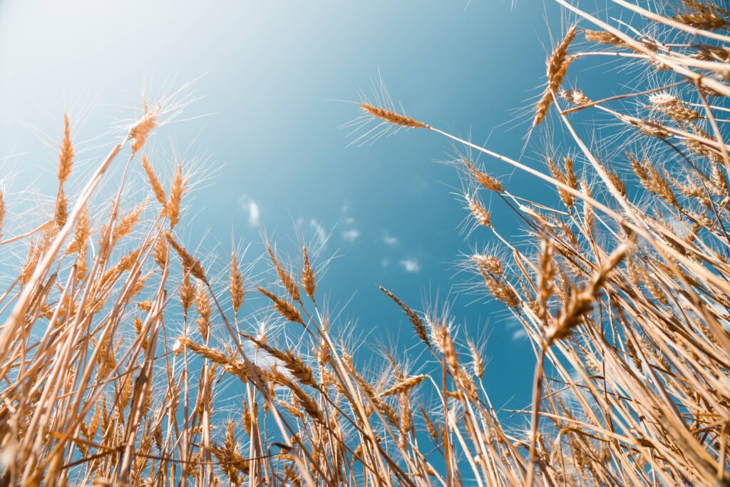 Grain Field Free Photo