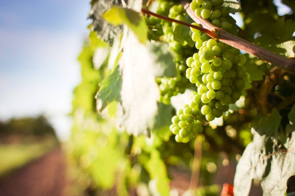 Grapevine with Detail of Grapes Free Photo