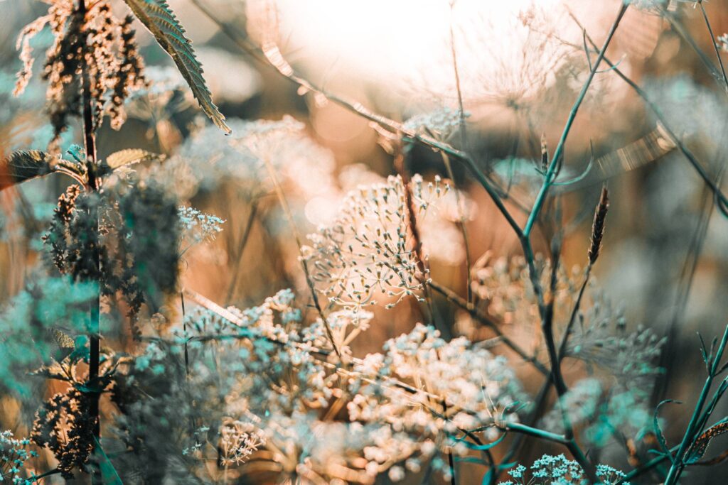 Grass Against Cold Morning Sun Free Photo