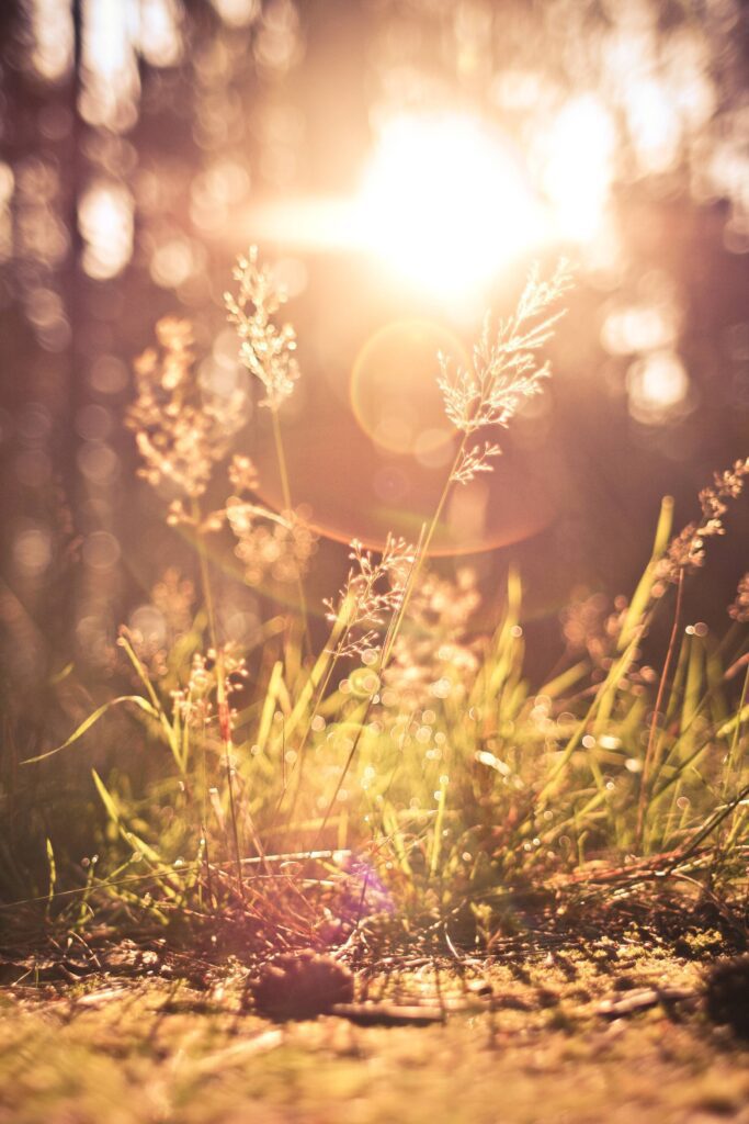 Grass Against Morning Sun Vertical Free Photo