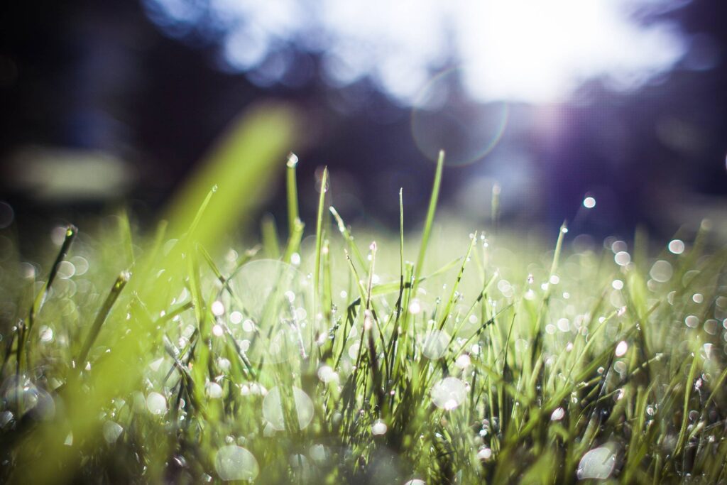 Grass Blue Feelings Free Photo